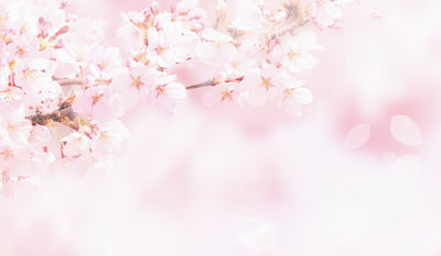 春  〜 Primavera 〜