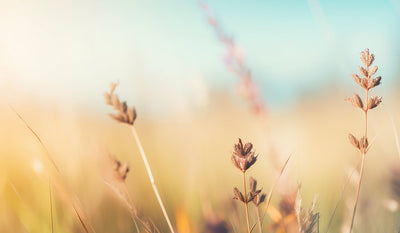 秋  〜 Autunno 〜